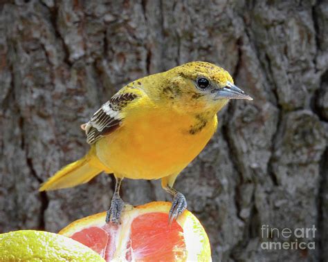 Female Baltimore Oriole Photograph by Amy Porter