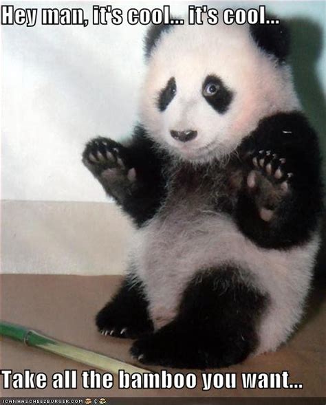 Funny Panda