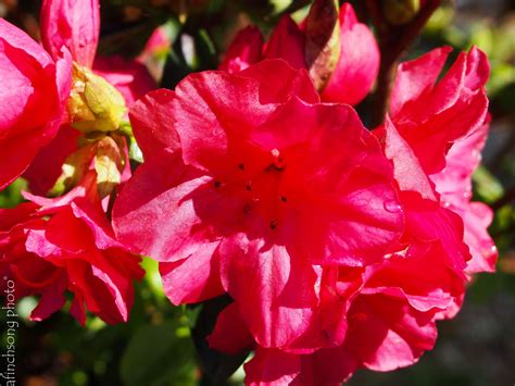 Red Azalea Flowering Shrub | Home and Garden Reference