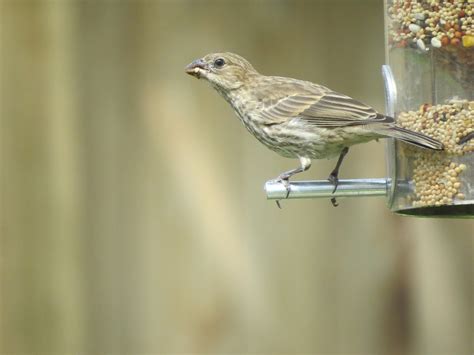 Bird Brown And Tan Free Photo On Pixabay Pixabay