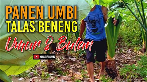 Panen Talas Beneng Umur Bulan Untuk Pembuatan Keripik Youtube