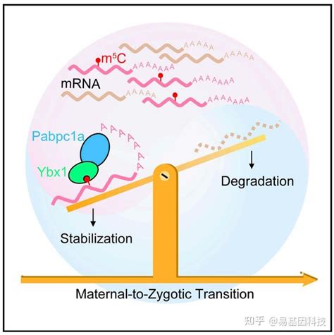 Rna M C Rna Bs