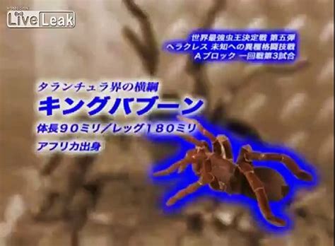 Hercules Beetle VS Tarantula Spider PART 2 The Rematch Video