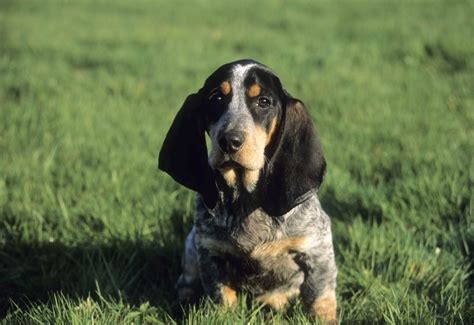 Basset Bleu de Gascogne - Temperament, Lifespan, Shedding, Puppy