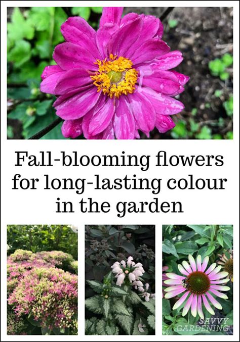 Fall-blooming flowers for long-lasting colour in the garden