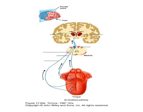 Gustatory pathway Quiz