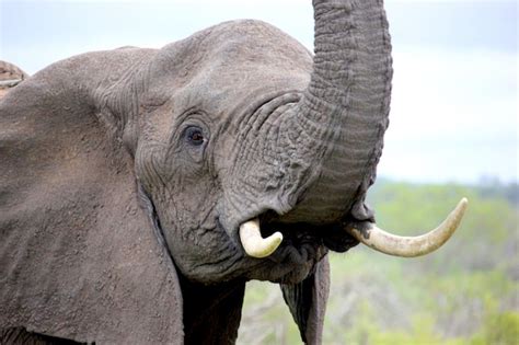 Elefante Africano Con La Trompa Hacia Arriba Foto Premium