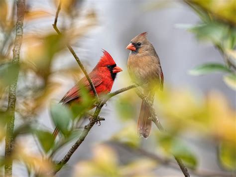 Do Cardinals Mate For Life Birdfact