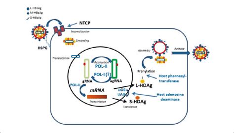 Main Steps Of The Hdv Life Cycle Hspg Heparan Sulphate