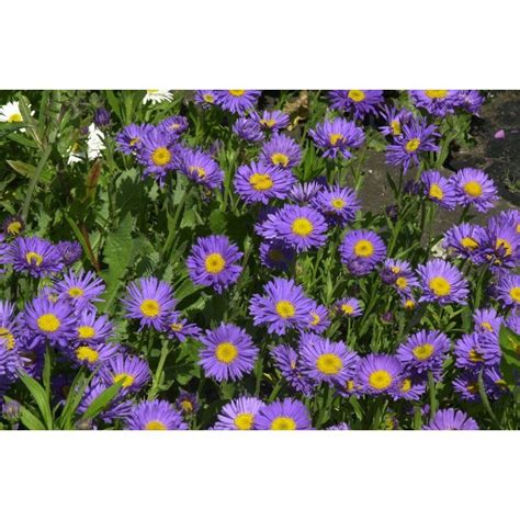 Aster alpinus Dunkle Schöne Alpenaster Kaufen bei Pflanzen shop ch