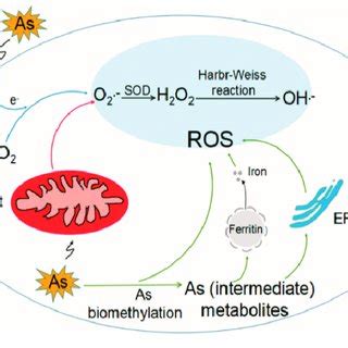 PDF The Role Of Reactive Oxygen Species In Arsenic Toxicity