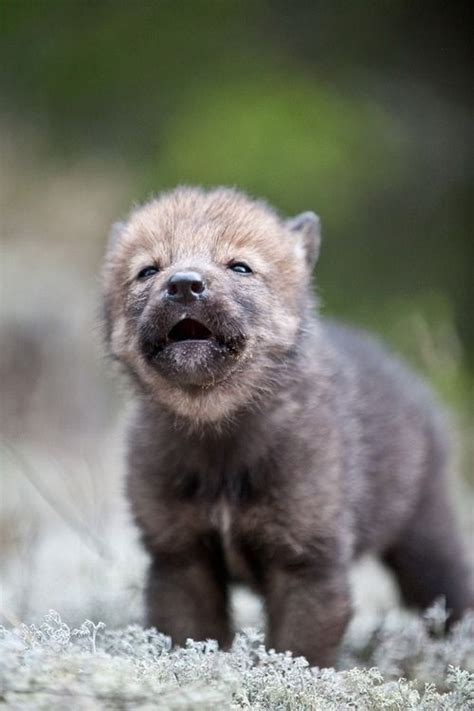 Baby Wolf Cubs