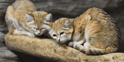 Sand Cat Habitat: Everything You Need To Know - Felidae Lifestyle