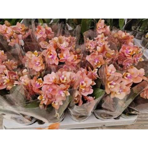 Орхидея Фаленопсис Ароматна от Plants.bg с отлична цена