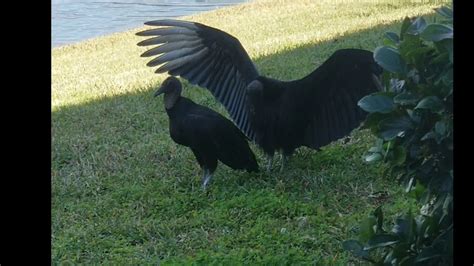 Vultures Buzzards Mating Youtube