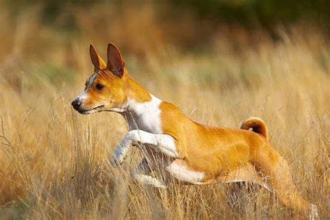 Basenji Dog Breed Information