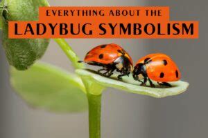 Exploring Ladybug Symbolism - All You Need To Know