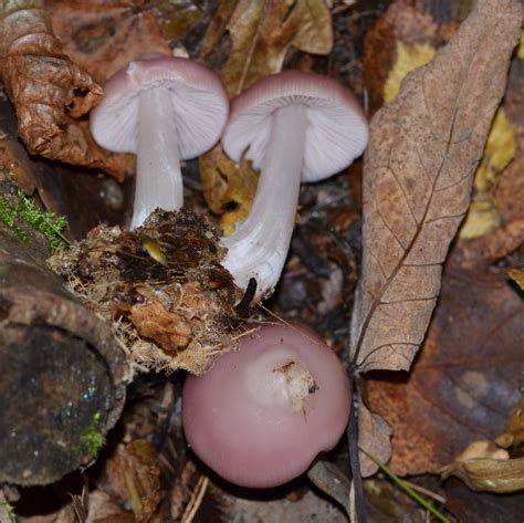 Rosy Bonnet From Nov Ves U Bakova Bakov Nad Jizerou Esko On