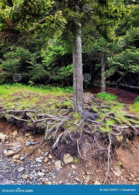 Soil Erosion in Smoky Mountain Stock Image - Image of jungle, woodland ...