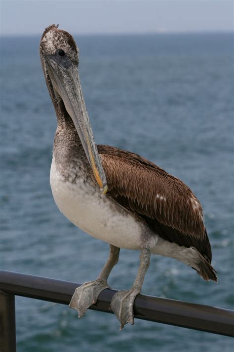 Free Images Beach Sea Coast Nature Bird Pelican Pier Seabird