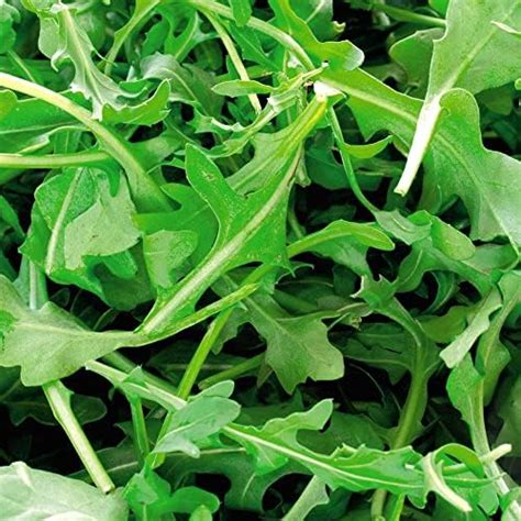 Organic Wild Rocket Seeds Arugula Rucola Roquette Mediterranean Rocket