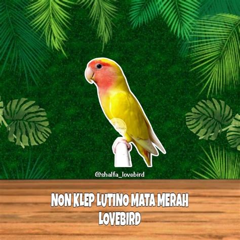 Jual LOVEBIRD NK LUTINO MATA MERAH JANTAN BETINA PAUD DAN DEWASA