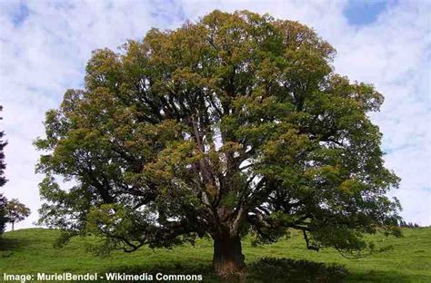 Sycamore Trees Leaves Bark Types Identification Guide Pictures