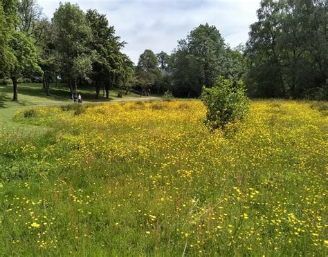 Buttercups Lennox Park Richard Sutcliffe Geograph Britain And Ireland