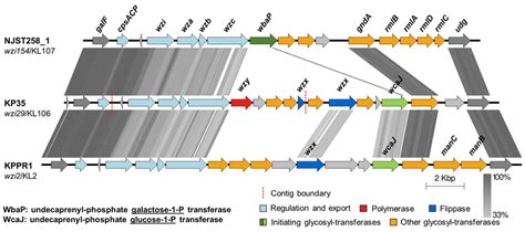 The Capsular Polysaccharide Synthesis Cps Loci Of Kp35 And Kppr1