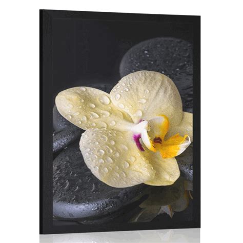 Poster Zen Steine Mit Gelber Orchidee Dovido De