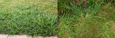 Dallisgrass Crabgrass Notes Links Sundown Farms