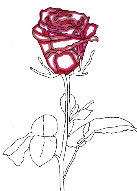 Single Red Rose Drawing at PaintingValley.com | Explore collection of ...