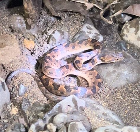 Rhombic Cat Eyed Snake From Upala Alajuela Cr On January At