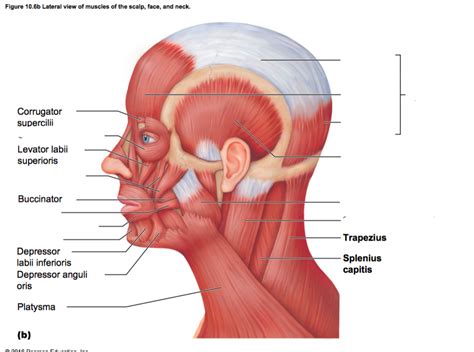 Lateral View Of Head Neck Diagram Quizlet