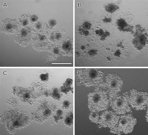 Morphology Of Oocyte Granulosa Cell Complexes 20 H After Download