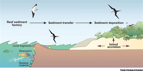 Coral Atoll Islands May Outpace Sea Level Rise With Local Ecological