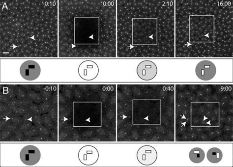 Frap Analysis Of Gfp Pact Dynamics In Living Embryos A Small Area