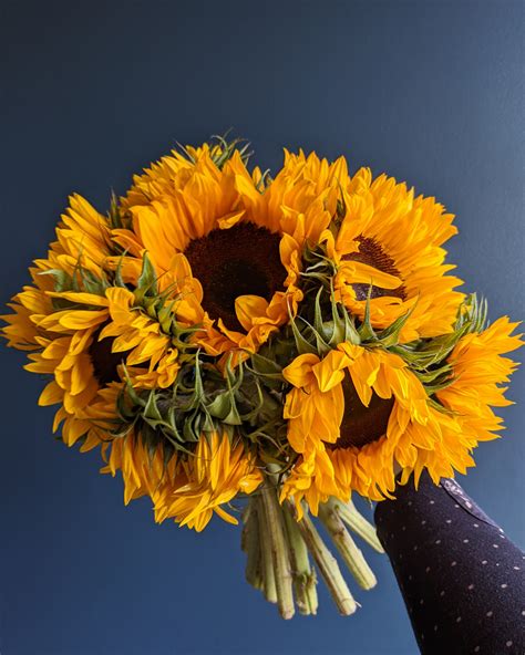 Arena Flowers Subscription Review Sunflowers — Liquid Grain