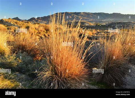 Paisaje árido de césped con colinas del desierto de Tabernas uno de