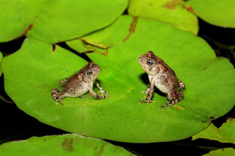 Animals Nature Green Wildlife Frog Amphibian Fauna Vertebrate