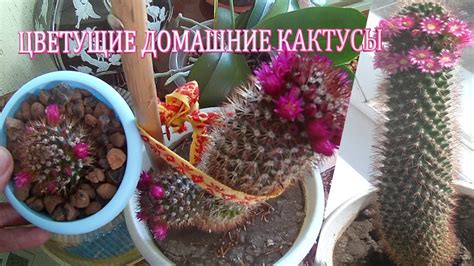 Цветущие домашние кактусы.Уход за кактусами в домашних условиях.Как ...