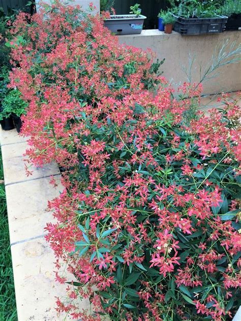 Plantfiles Pictures Ceratopetalum Species Christmas Bush New South