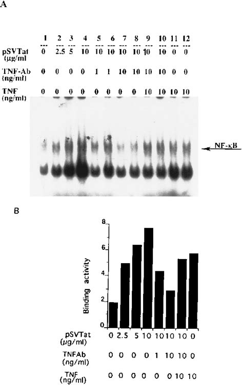 Influences Of Tat Anti Tnf Antibody On Nuclear Nf B Nuclear Extracts