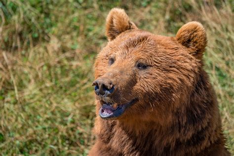 Peakokk Manu Üks kord elus võiks karuprae küll ära proovida