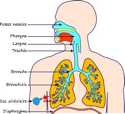 Séquence 4 Respiration César Sciences