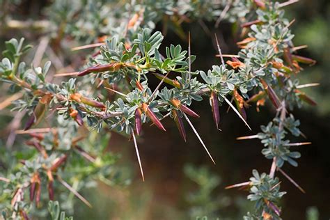 Thorn Trees Identification