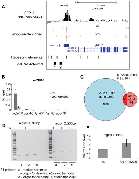 ZFP 1 DsRNA And SiRNAs Localize To The Promoter Of Pdk 1 A A