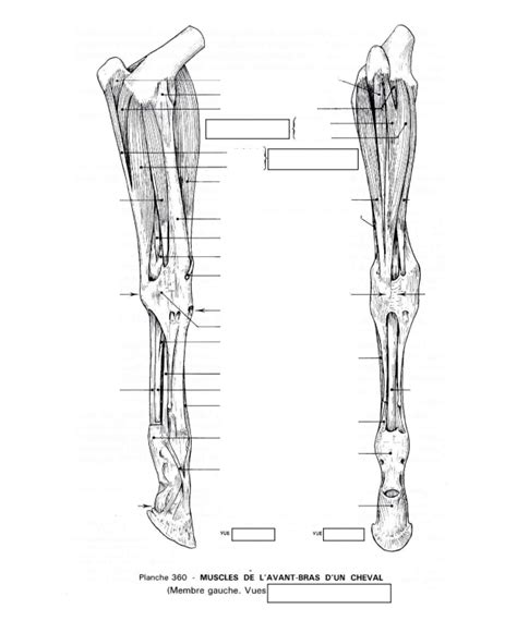 Diagramme de Muscles de l avant bras vues médiale et palmaire Quizlet