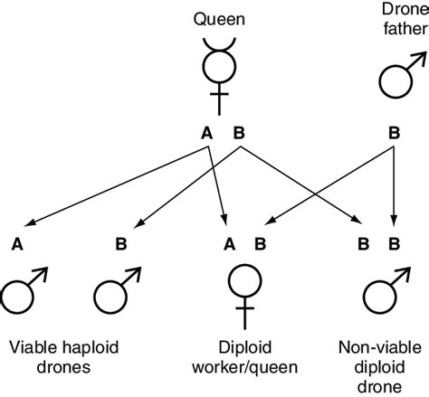 Sex Determination In Honeybees Letters Represent Two Possible Alleles