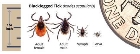 Tips For Avoiding Ticks Maine Coast Heritage Trust